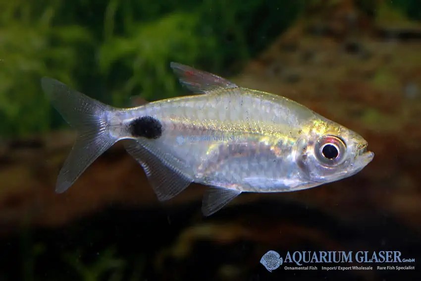 Brachypetersius altus myfish