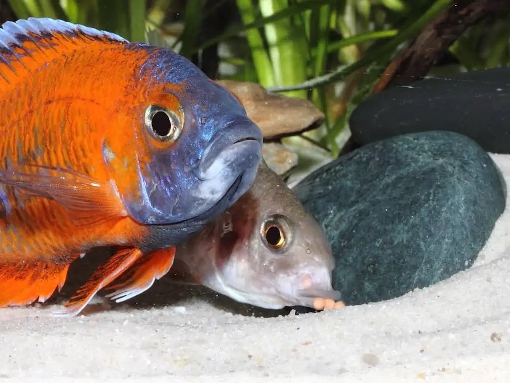 Buntbarsche ziehen ihren Nachwuchs liebevoll auf im Maul myfish Aus Freude an der Aquaristik