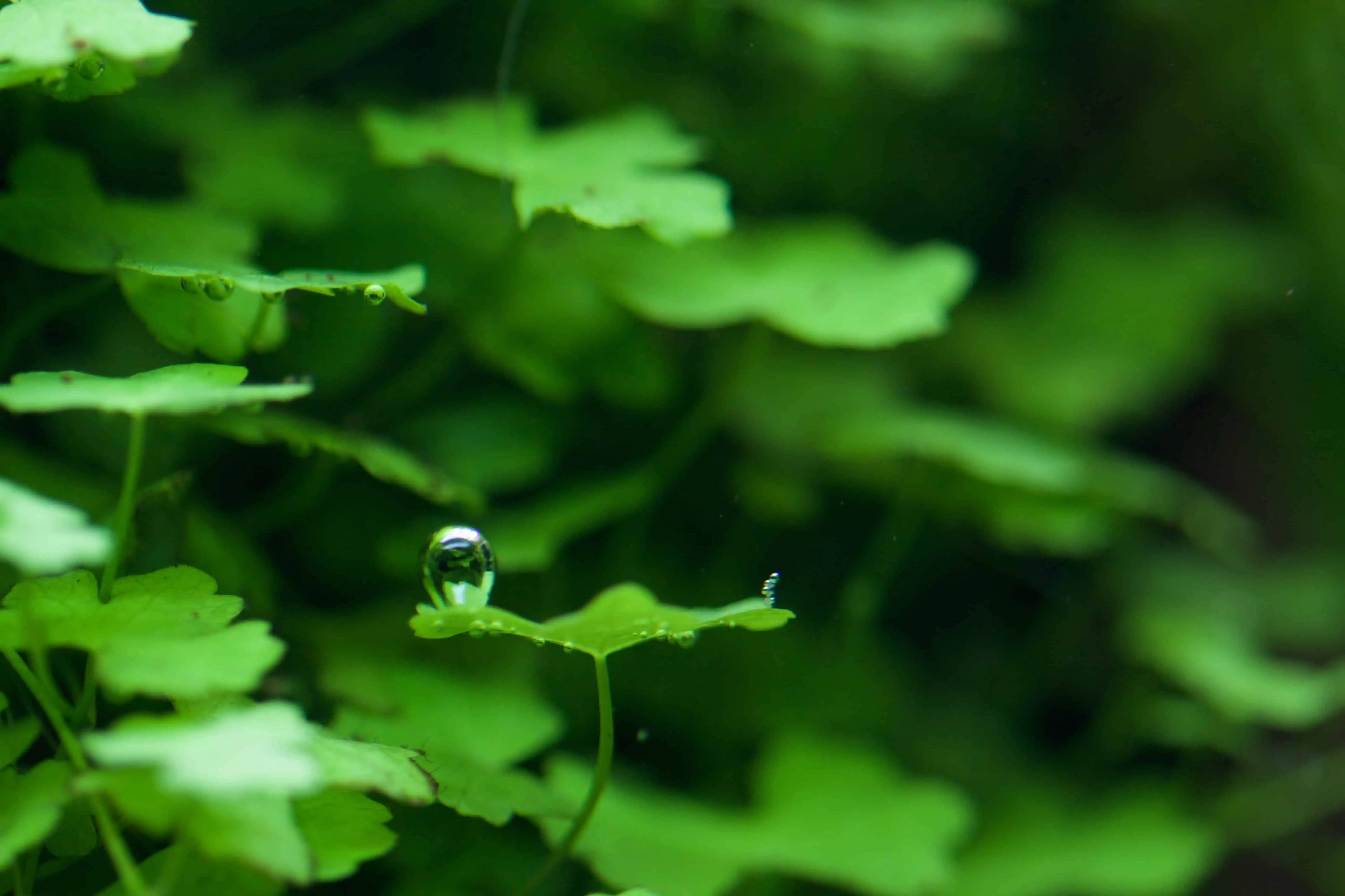 Der Gashaushalt im Aquarium myfish Aus Freude an der
