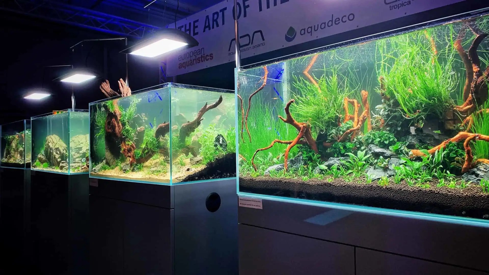 199 Tierwelt Magdeburg 2019 TAOTPA, EAPLC & Aquarium Design