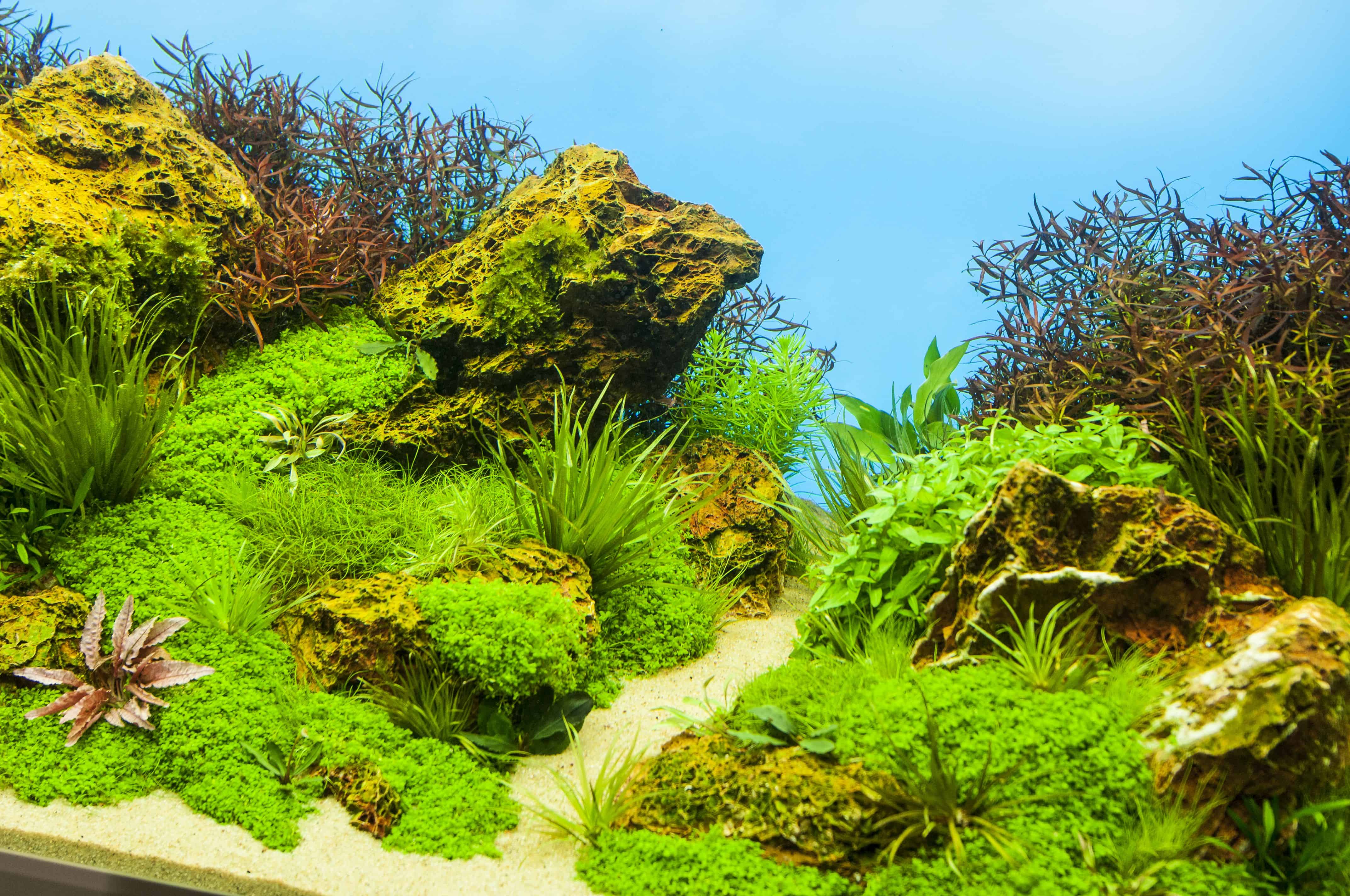Pflanzenvielfalt im Unterwassergarten Aquarien interessant gestalten