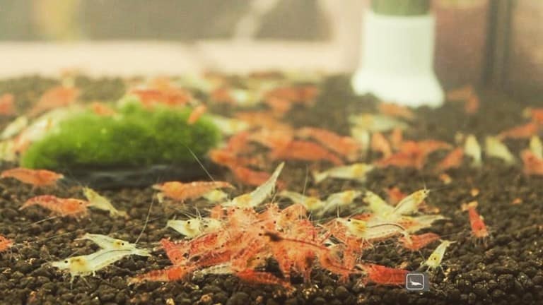 226 Regelmäßige Arbeiten im Aquarium So einfach geht's myfish