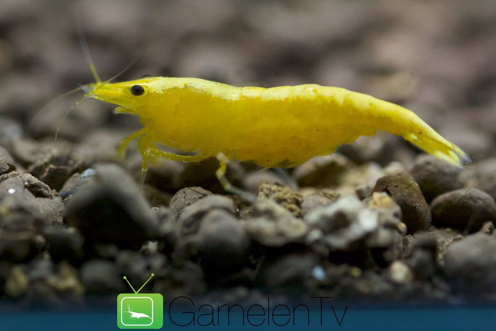 myfish (Aus Freude an der Aquaristik Podcast)