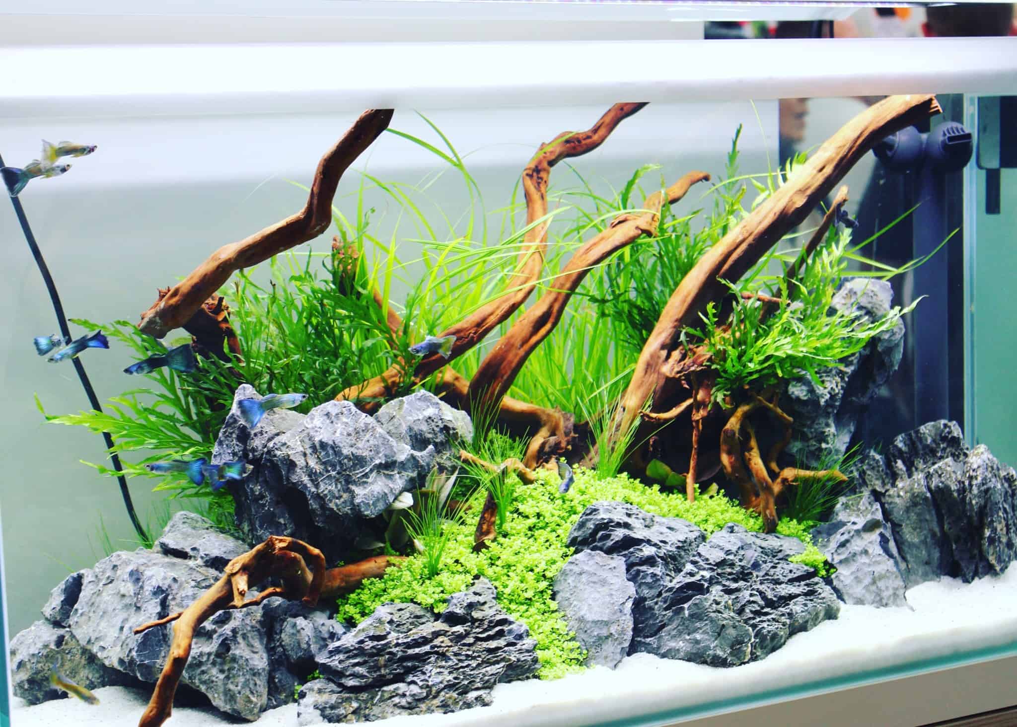 226 Regelmäßige Arbeiten im Aquarium So einfach geht's myfish