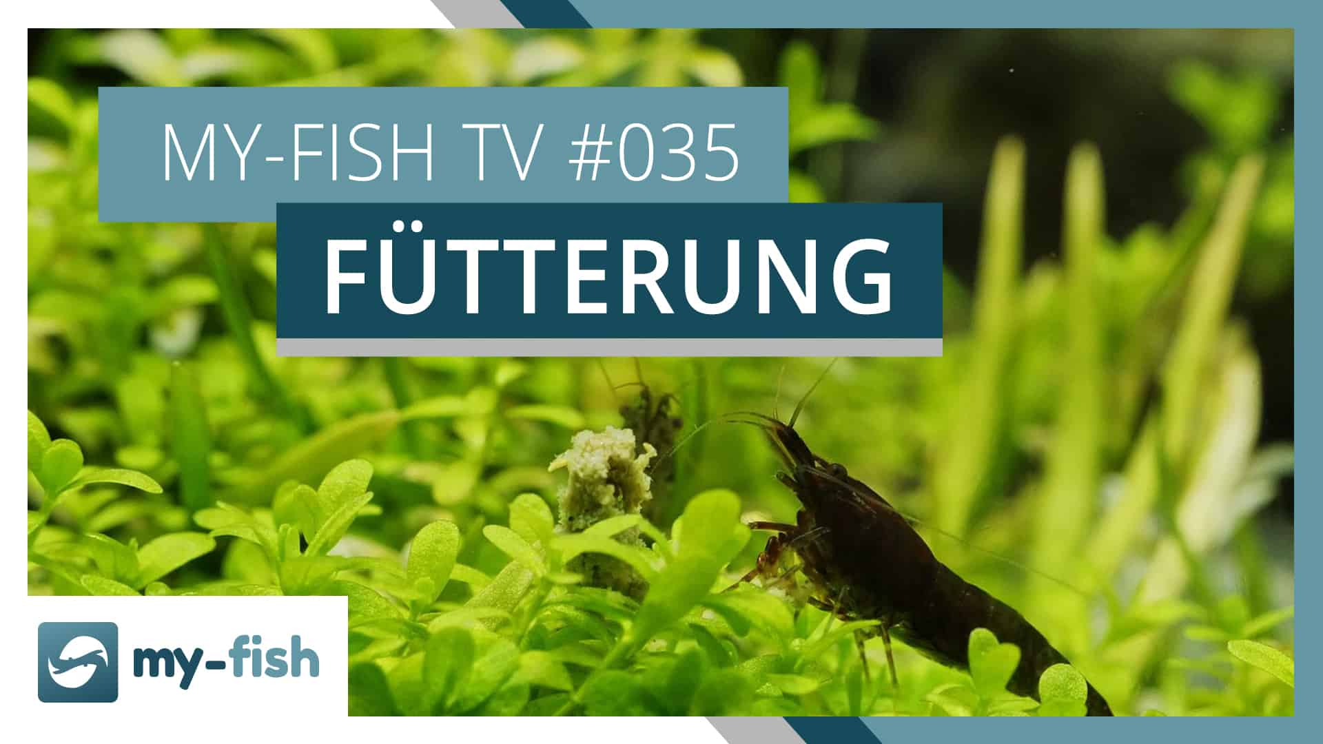 myfish TV Fische richtig füttern myfish Aus Freude an der Aquaristik