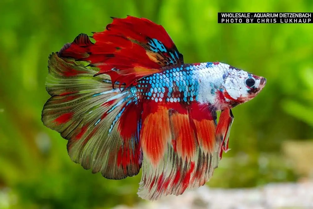 Raritäten & Neuimporte im Fokus 318 myfish Aus Freude