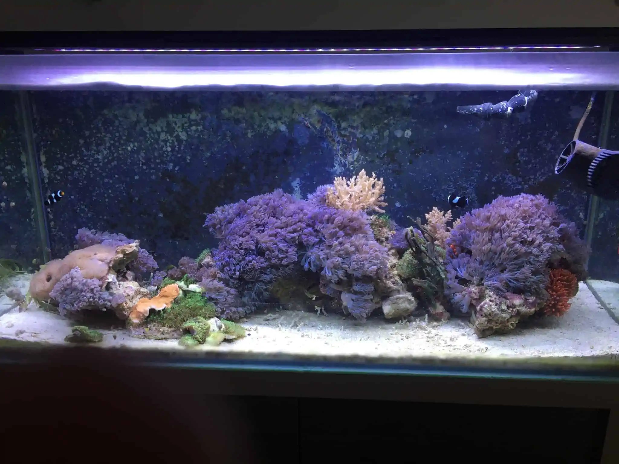myfish (Aus Freude an der Aquaristik Podcast)