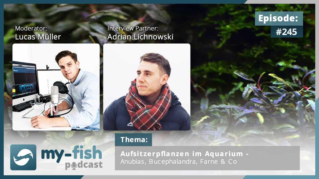 myfish (Aus Freude an der Aquaristik Podcast)