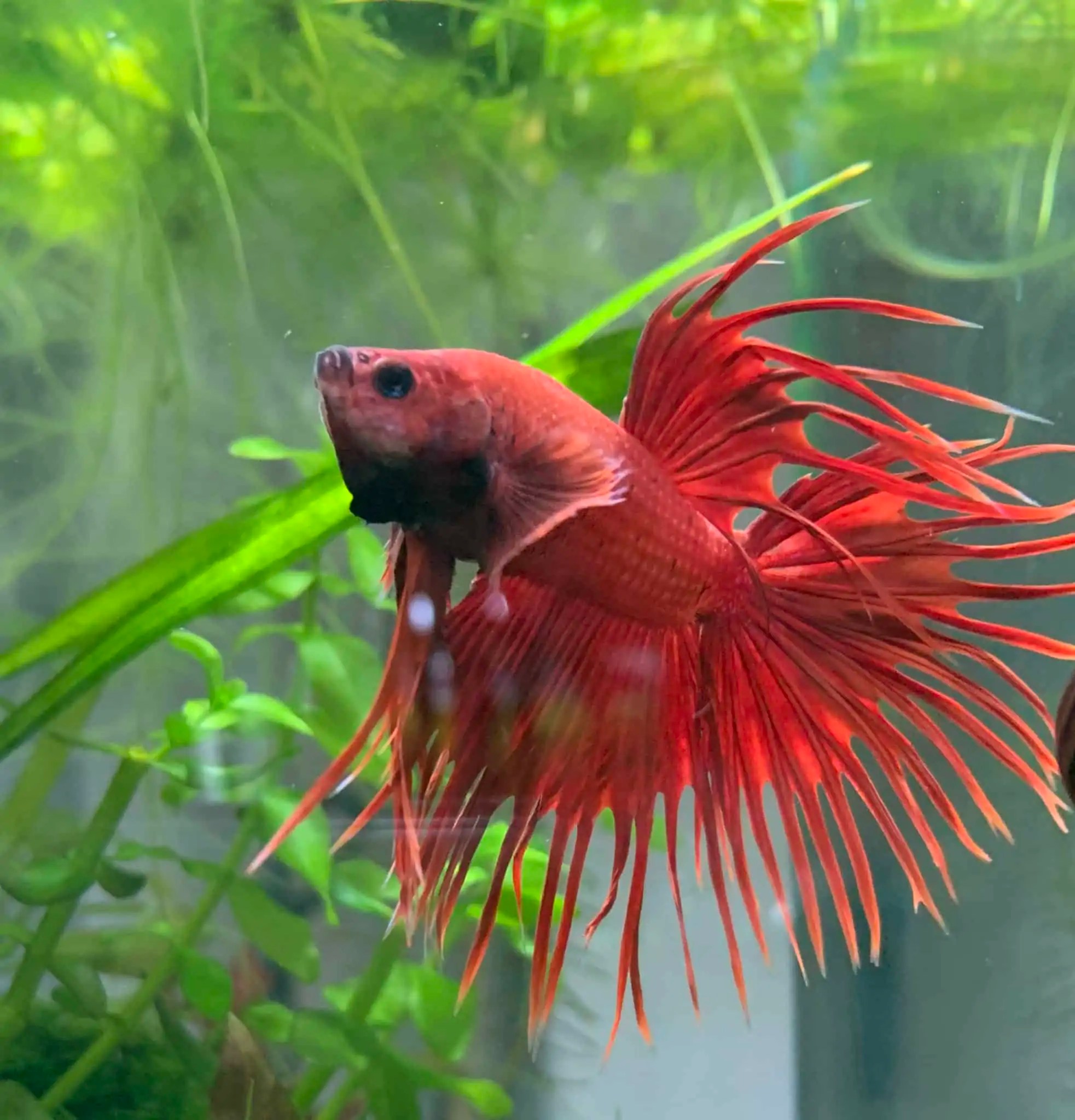 253 Tierportrait Betta splendens Kampffische im Aquarium erfolgreich