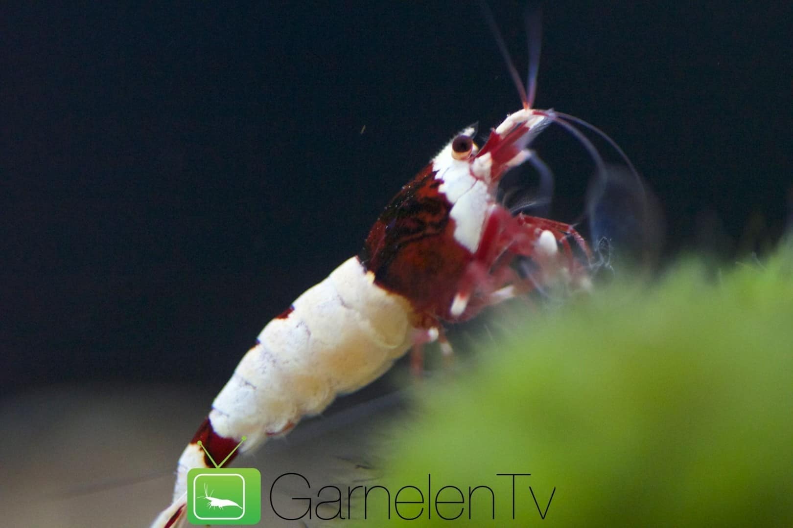 262 Garnelen im Aquarium halten So machst du deinen