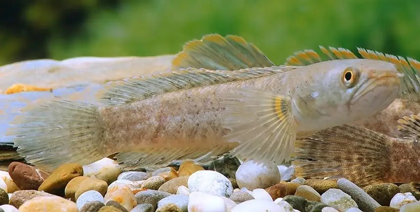 Raritäten & Neuimporte im Fokus 333 myfish Aus Freude an der