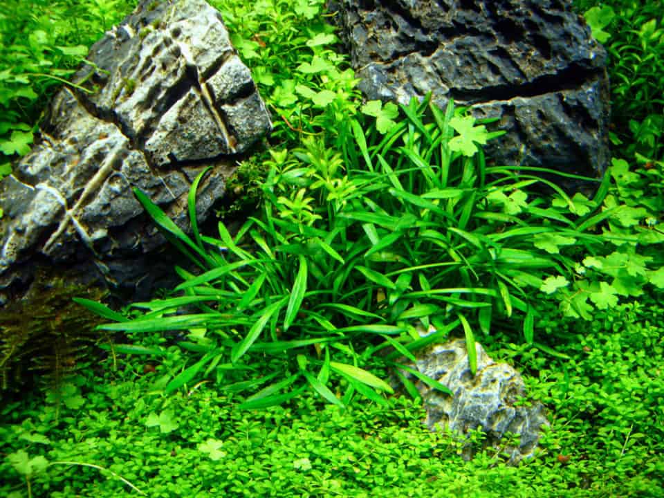 7 Tipps für das Einsetzen von Pflanzen ins Aquarium so