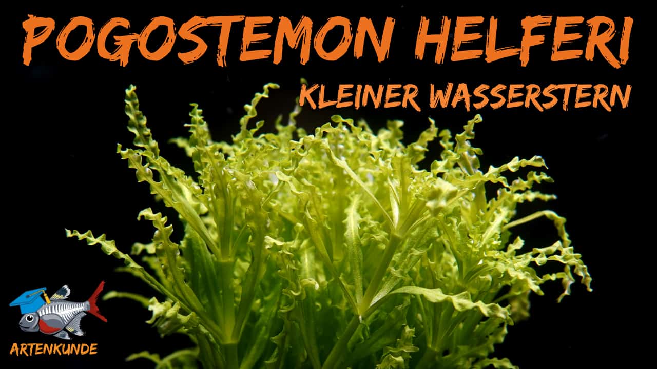 Fleißige Pinselalgenfresser der Test myfish Aus