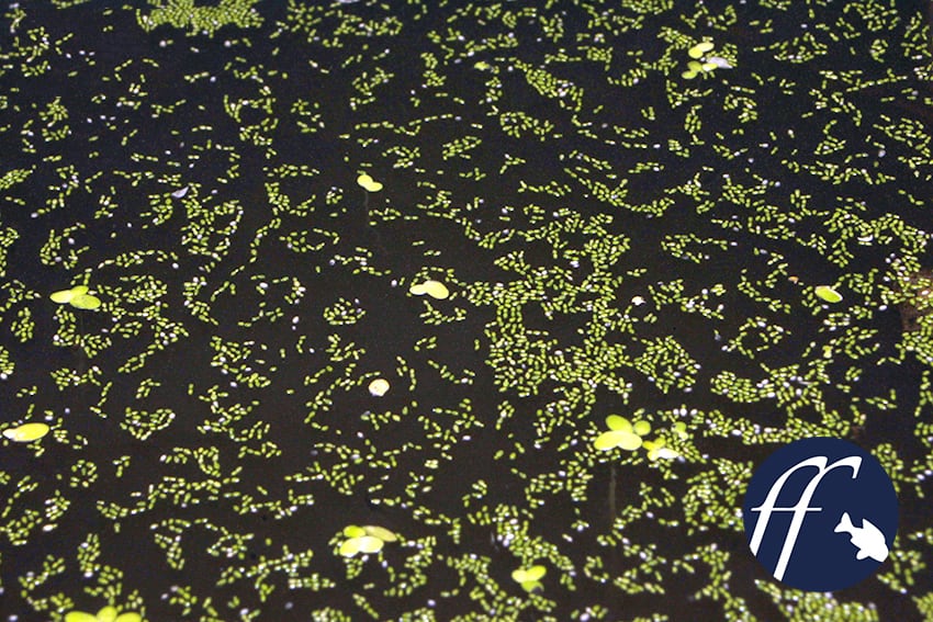 Fleißige Pinselalgenfresser der Test myfish Aus