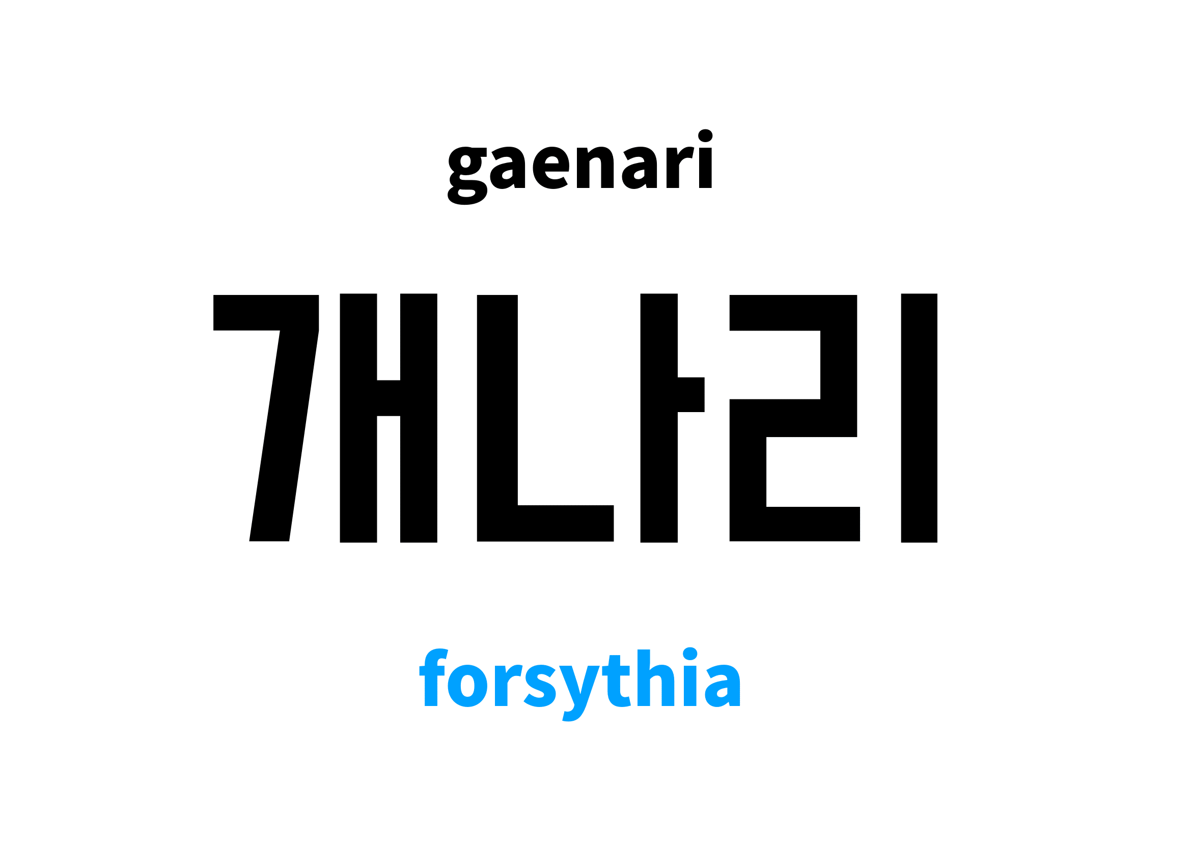 forsythia in Korean 개나리's meaning and pronunciation