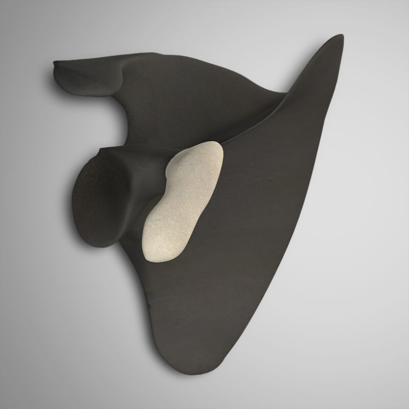 Coracoid Process of the Scapula | 3D Muscle Lab