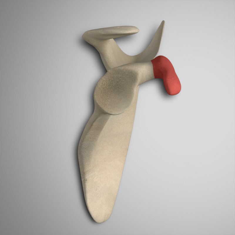 Coracoid Process | 3D Muscle Lab