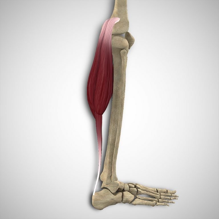 Gastrocnemius Attachments and Actions 3D Muscle Lab