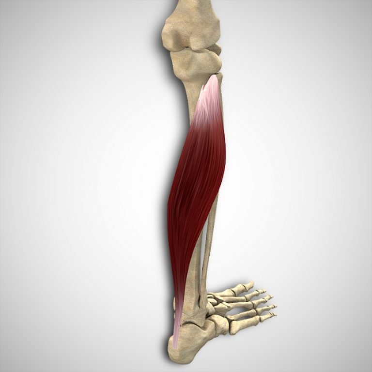 Soleus Attachments and Actions 3D Muscle Lab