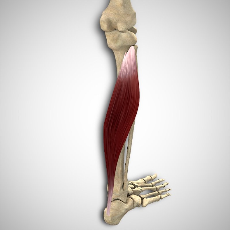 Soleus Attachments and Actions 3D Muscle Lab