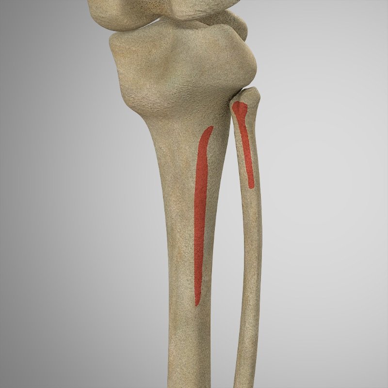 Soleus Attachments and Actions 3D Muscle Lab