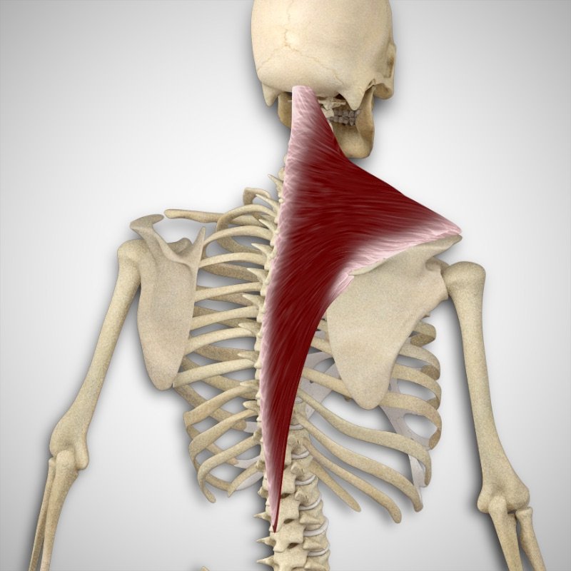 Trapezius Attachments and Actions 3D Muscle Lab