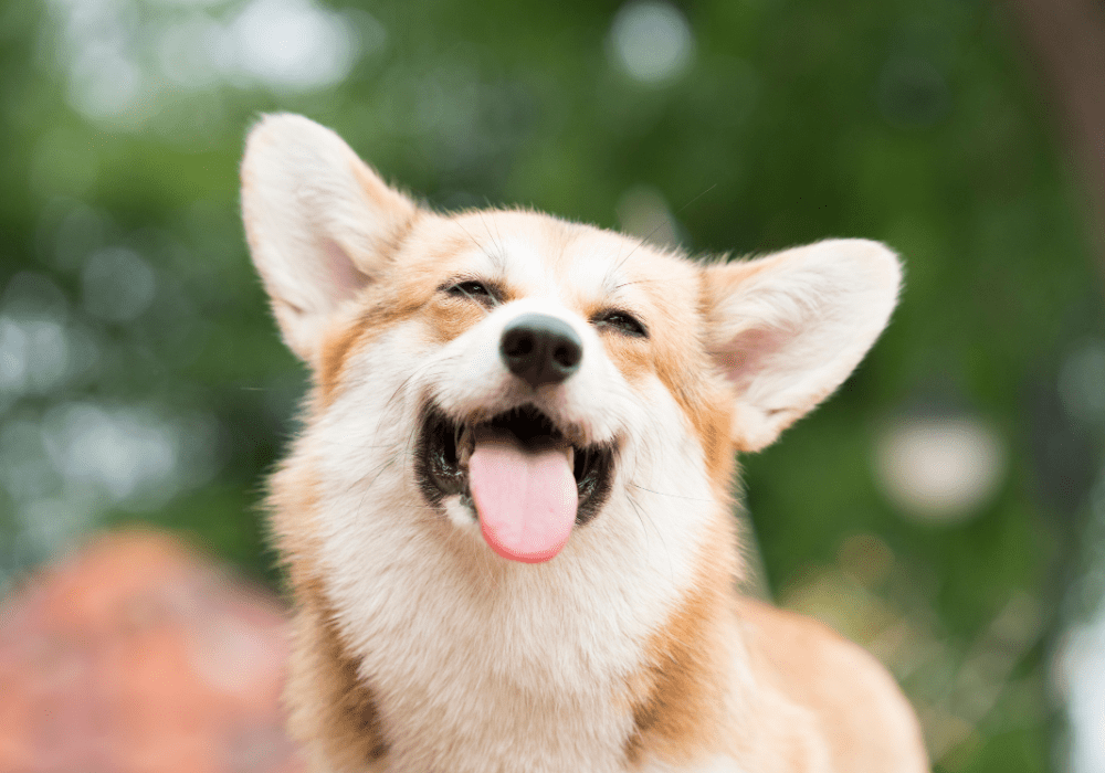 Top 10 Benefits Of Pet Therapy American Service Pets