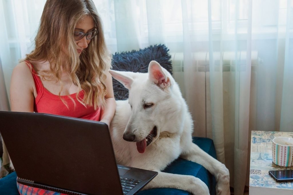 Are Service Dogs Allowed In Hotels? American Service Pets