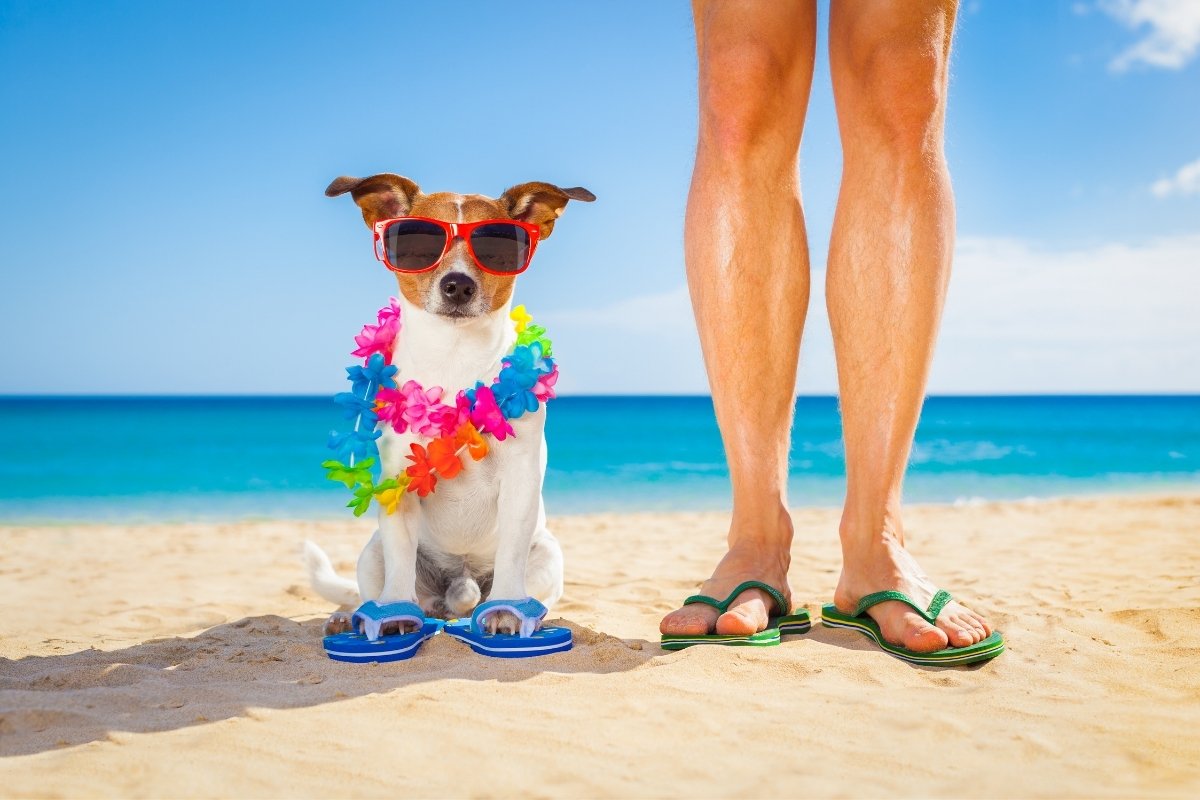 Summer Safety Tips For Dog Owners American Service Pets