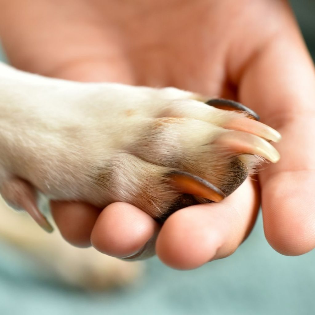 Are Service Dogs Allowed In Hotels? American Service Pets