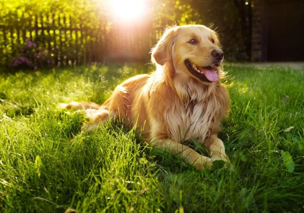 What Are The Best Psychiatric Service Dog Breeds? American Service Pets
