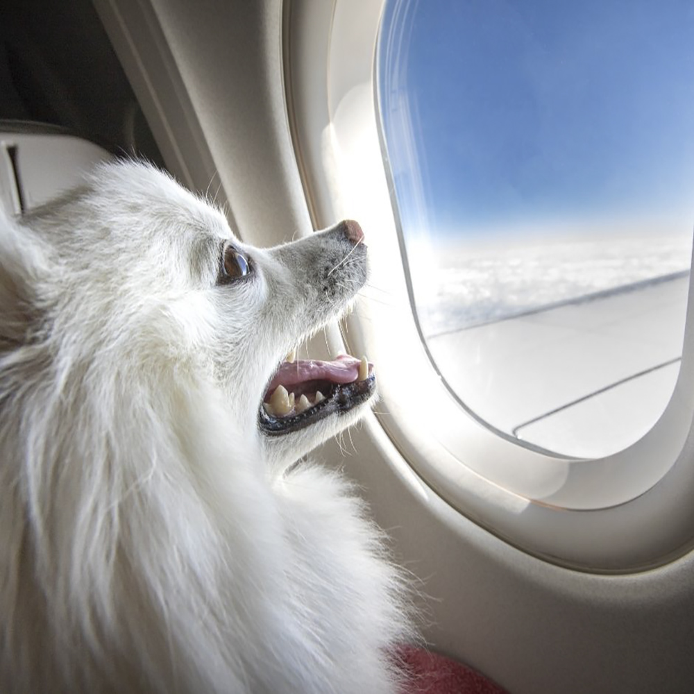 Flying With Service Animals IN US DOT Rules