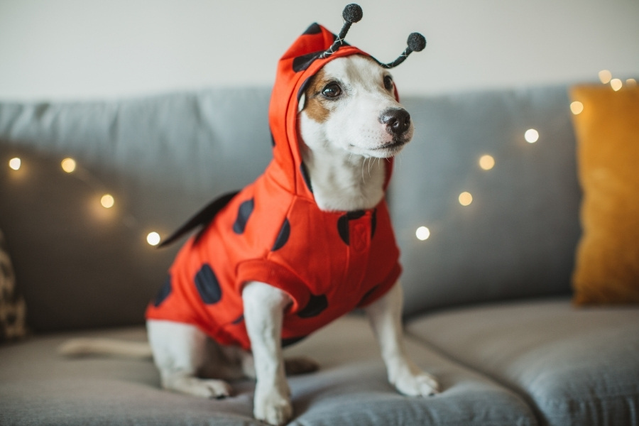 12 Easy DIY Dog Costumes For Halloween 2021 American Service Pets