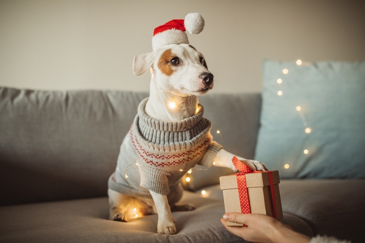 The Best Black Friday Pet Deals Of 2021