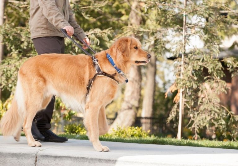 How To Know If You Qualify For A Service Dog