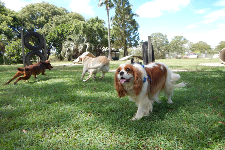 Pet Friendly Places In Los Angeles