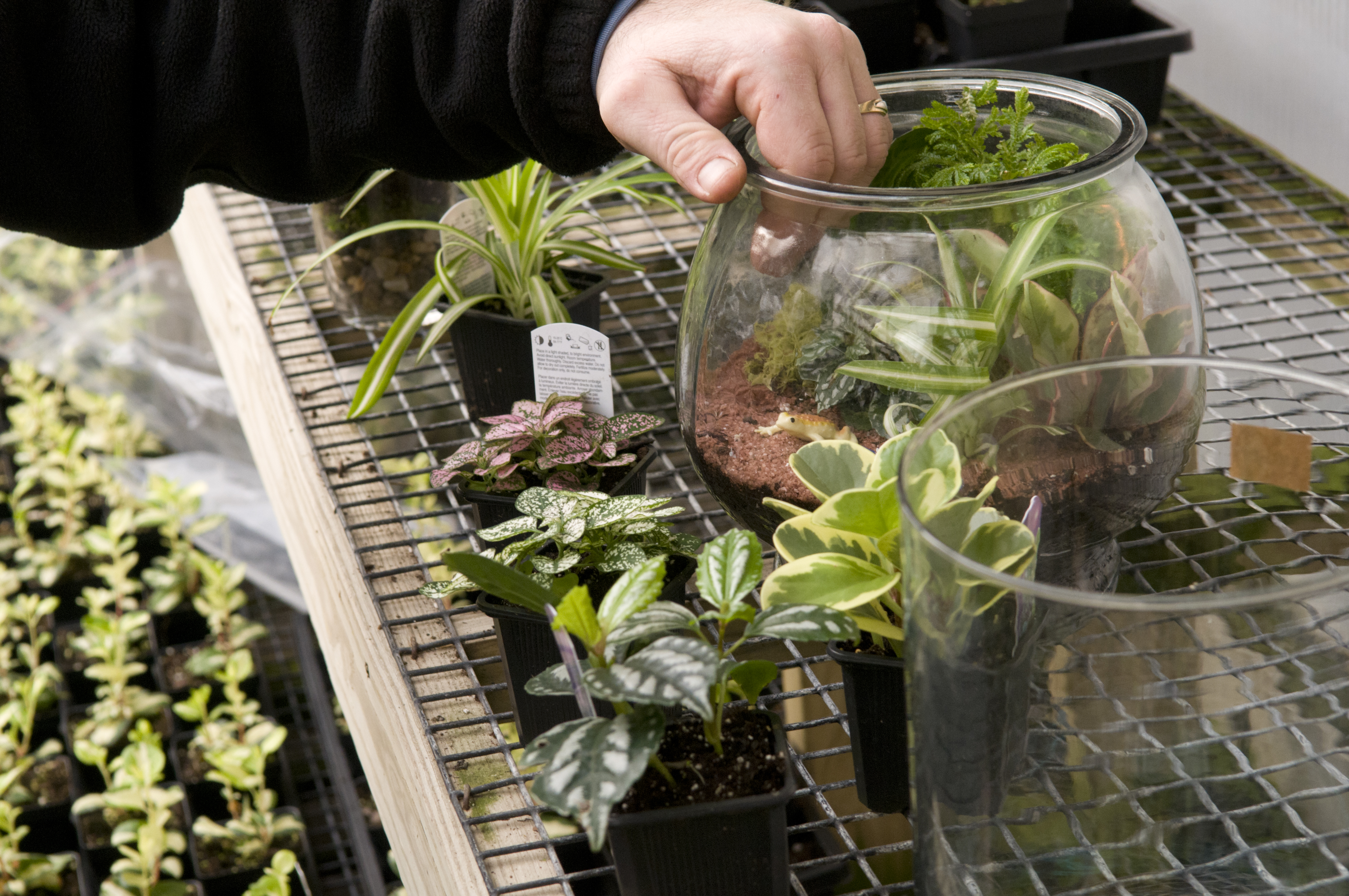 How to Plant a Glass Jar Terrarium My Chicago Botanic Garden