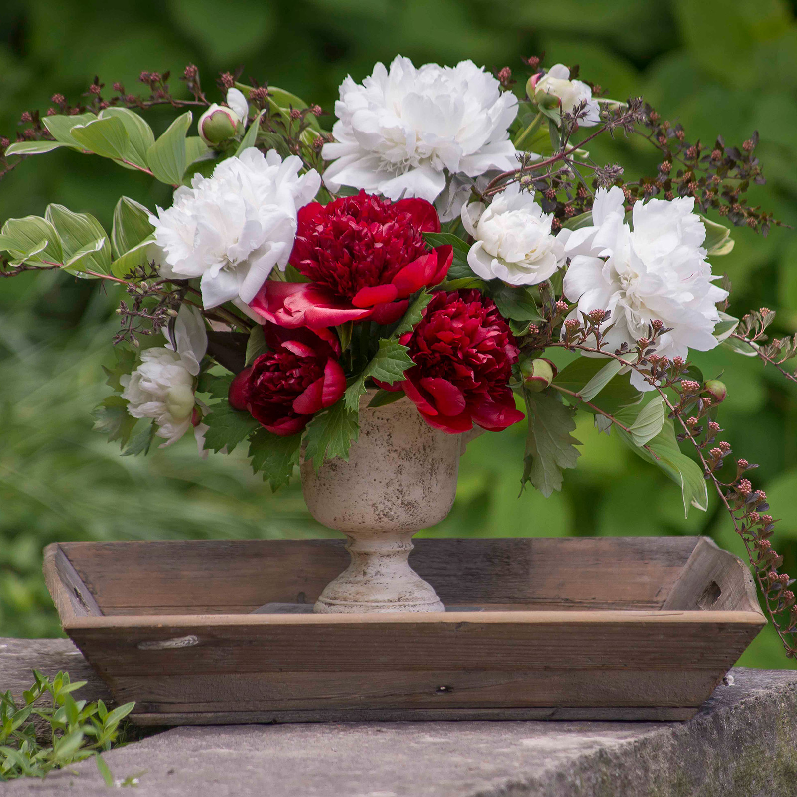 keep cut peonies fresh My Chicago Botanic Garden