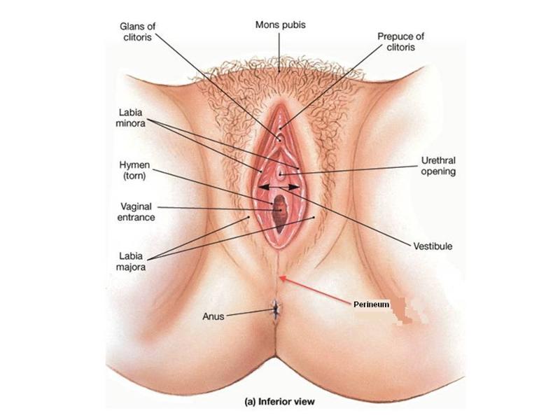 Video/Image Link External Female Genitalia