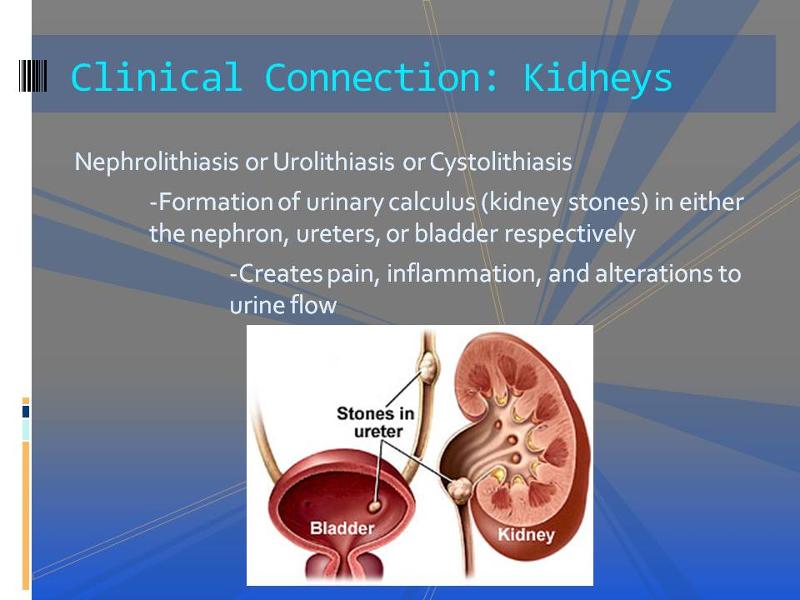Clinical Connection Kidneys