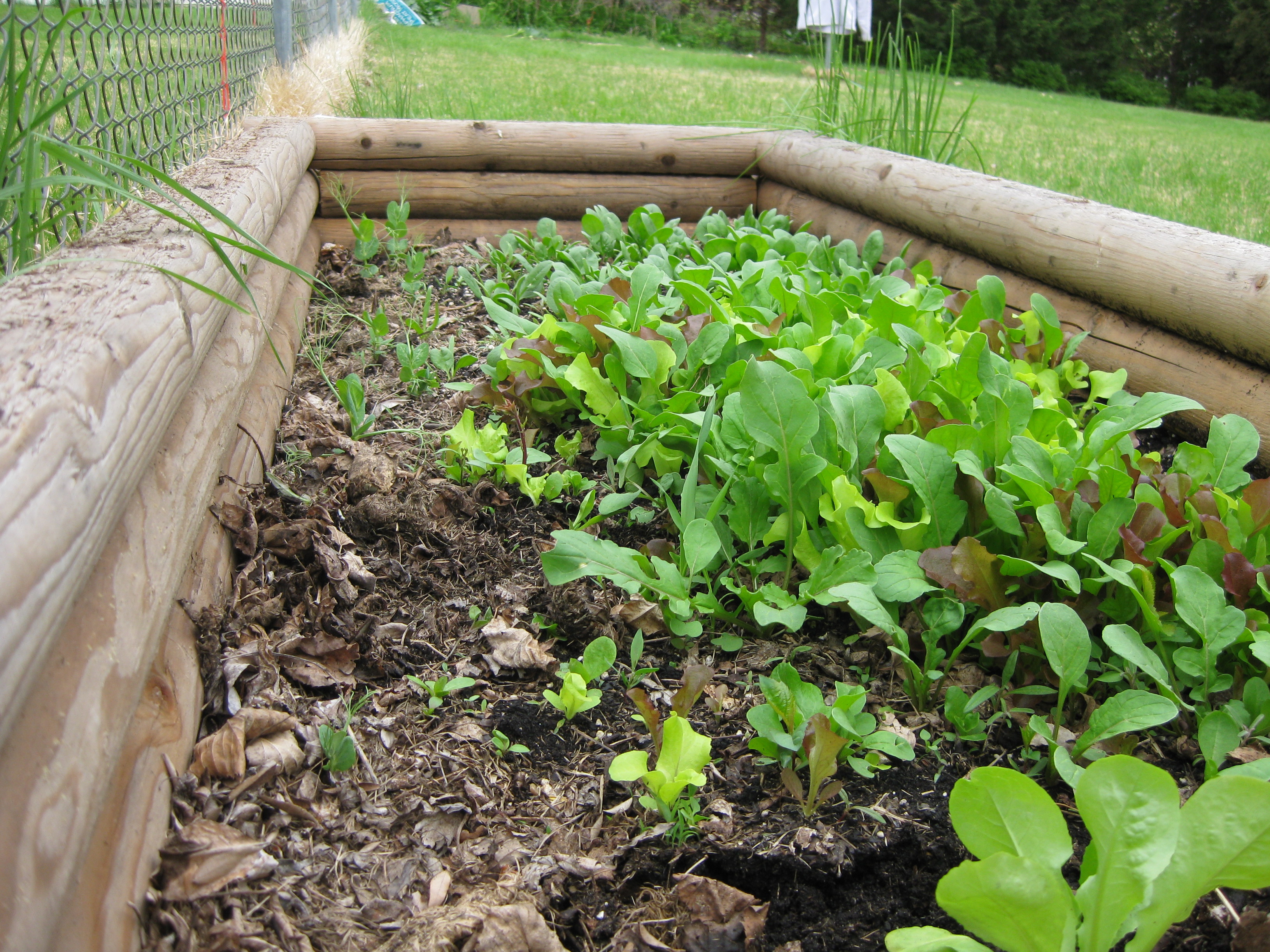 Beans, beans the magical fruit… My6impossiblethings's log