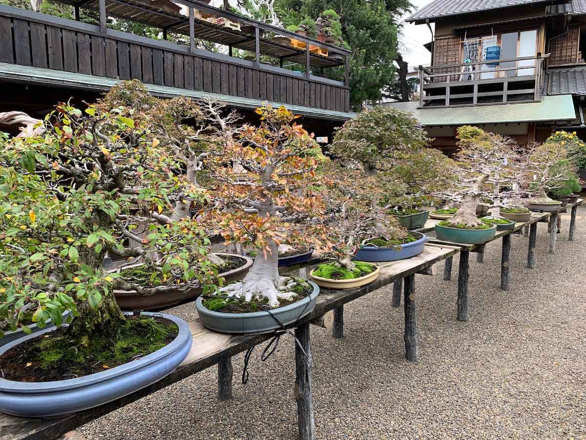 Shunkaen Bonsai Museum Our Travel Reviews Hawaii
