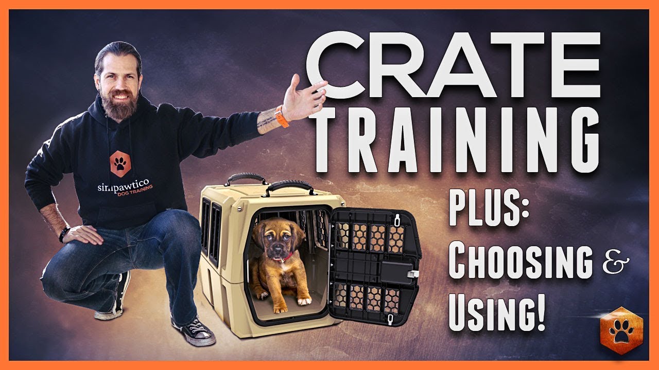 Crate Training Definitive Guide Why and How to do it MyActiveDogs