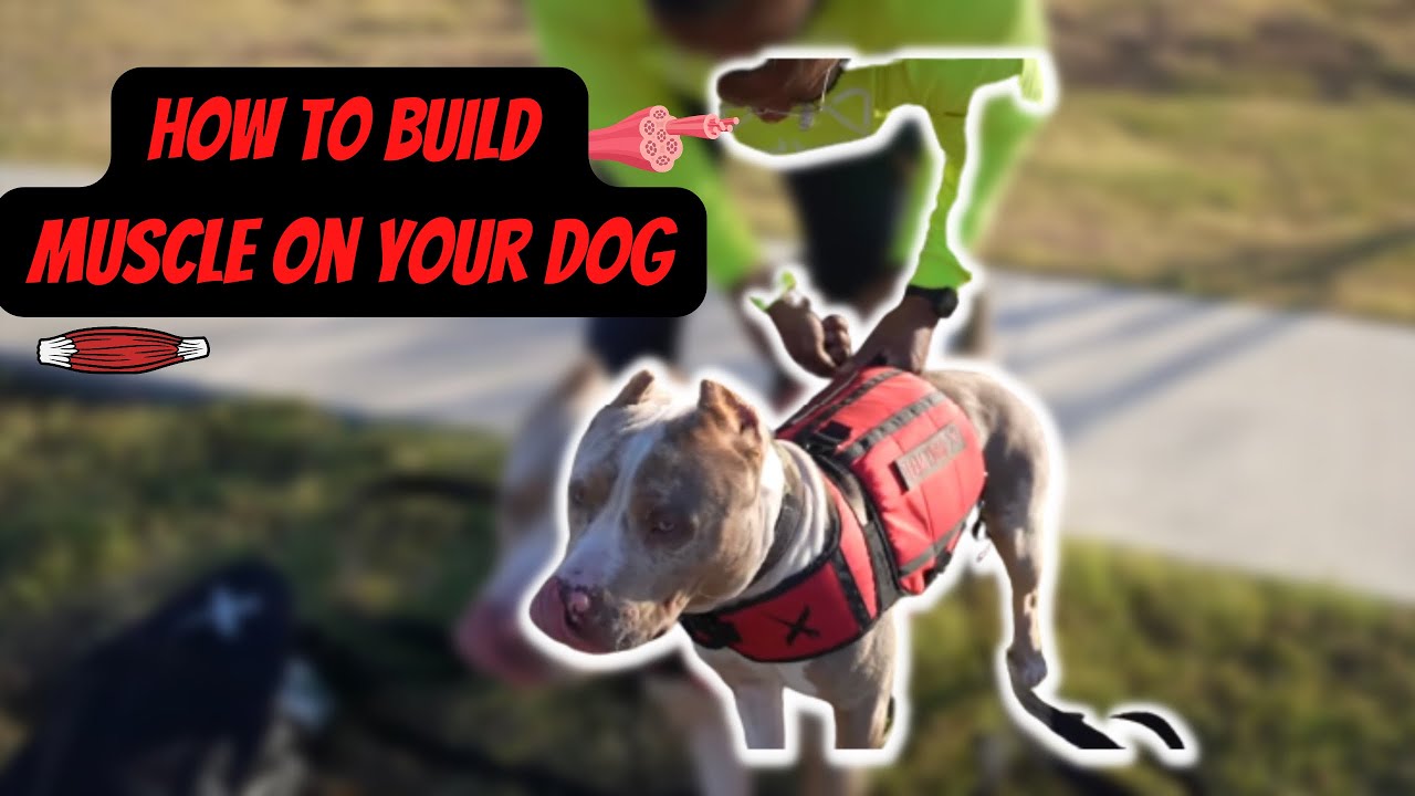 10 Things You'll Need For Your New Puppy MyActiveDogs
