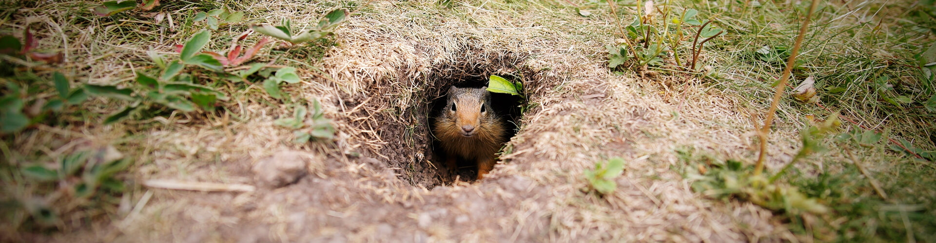 Ground Squirrels My AIPM