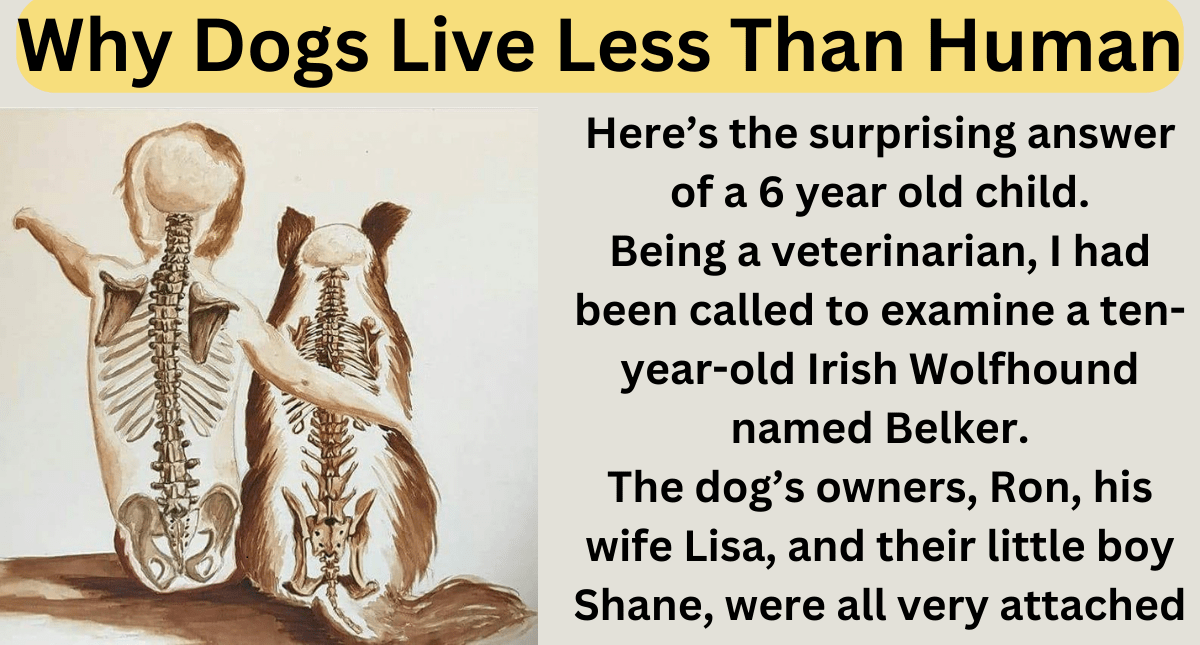 Why Dogs Live Less Than Human My Amazing Stuff