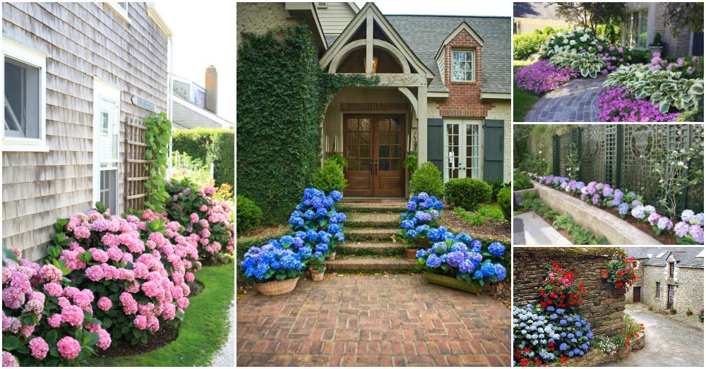 Captivating Hydrangea Flower Beds That Will Beautify Your Outdoors