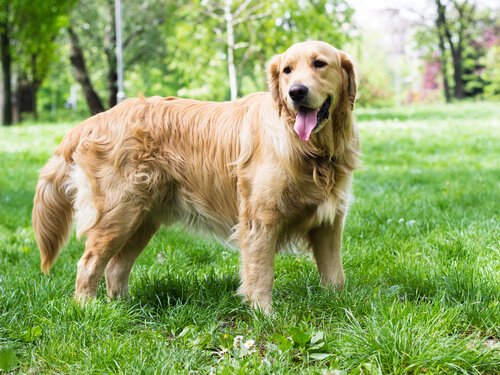 Types of Dog Tails My Animals