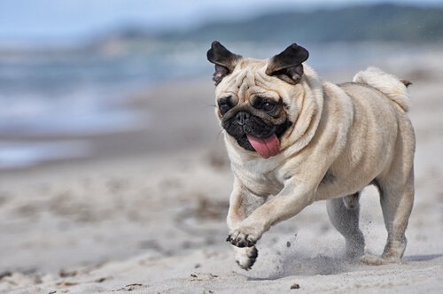 Small Dog Breeds That Limp My Animals