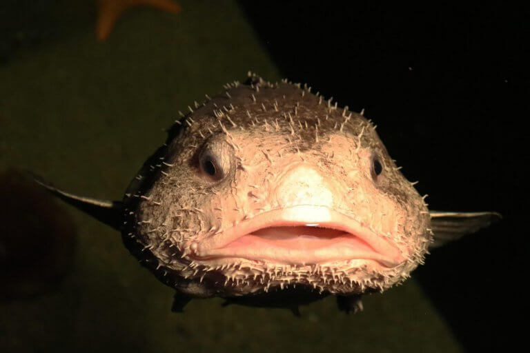 Are Blobfish Endangered? How To Ensure Blob Fish Safety SeaFish(029)